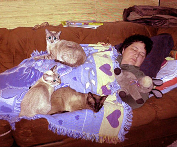 anncats&donkey.jpg (56034 bytes)