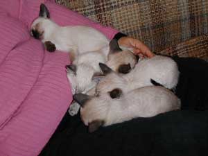 lapofcats.jpg (7634 bytes)