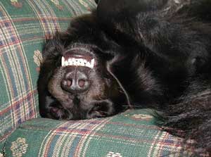 smilesmile.jpg (12342 bytes)