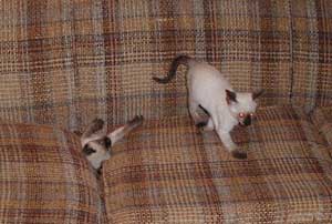 stuffed.jpg (11391 bytes)