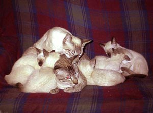taz&family2.jpg (12413 bytes)