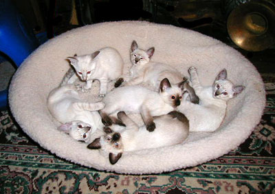 Click a kitty to get more information.
